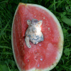 eisernes-schwein-in-melone